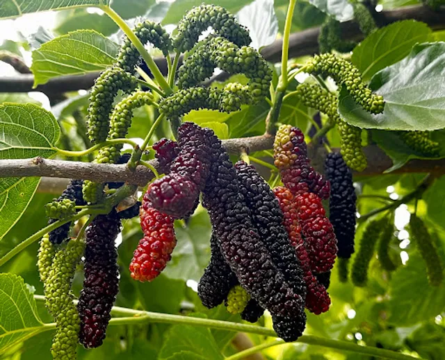 Very Mulberry U-Pick