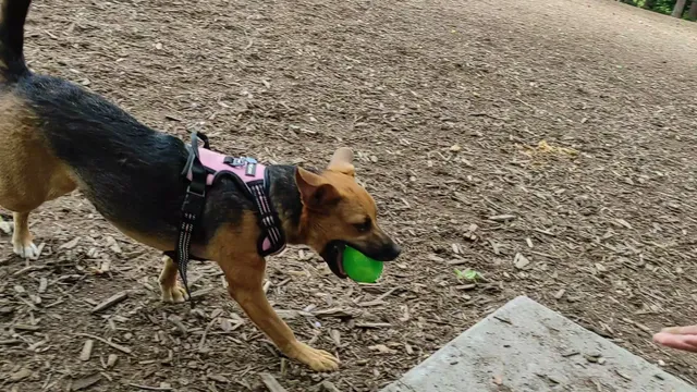 North Garner Dog Park