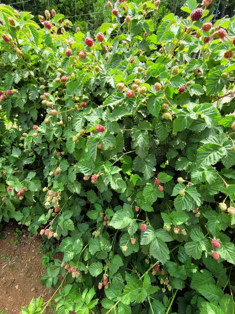 Patrick's Berry Farm