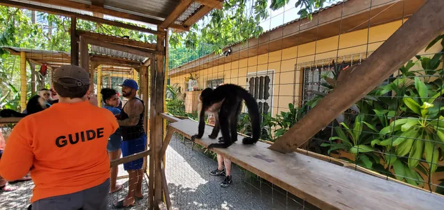 AJ's Monkeys and Sloths