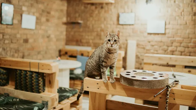 Kocia Kawiarnia "Koci Gościniec"