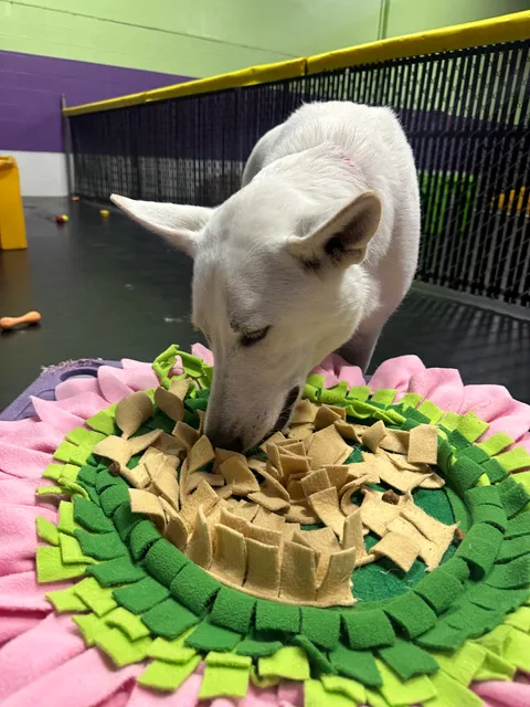 Central Bark Broadview Heights