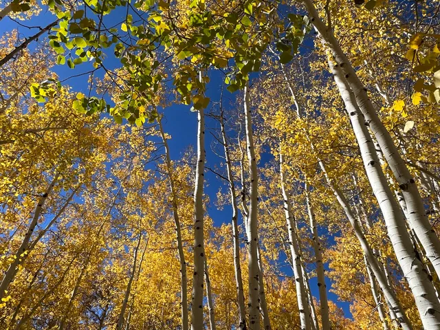 Lupine Trail Trailhead