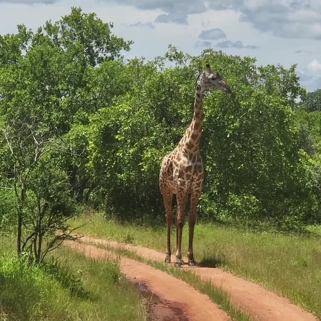 Ruaha National Park INGRESSO