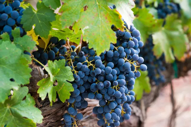 Adobe Road Winery - Corporate Office