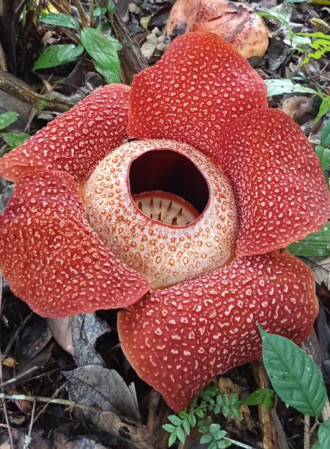 VIANA RAFFLESIA GARDEN PORING