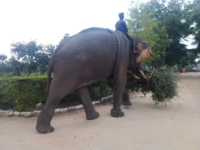 Naniyala Elephant Camp