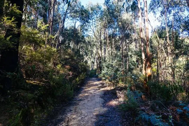 Kinglake National Park