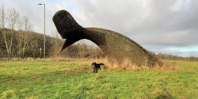 Bennett's Patch and White's Paddock