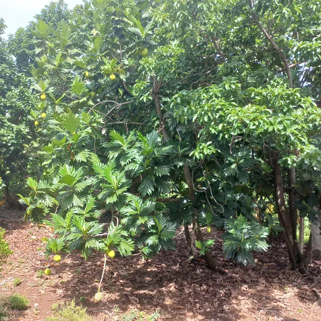 Posada Nativa Miss Casira