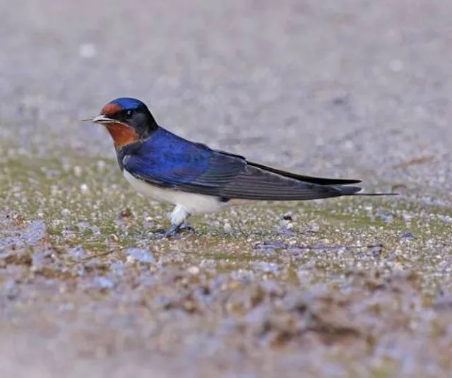 Hirundo Wildlife Refuge