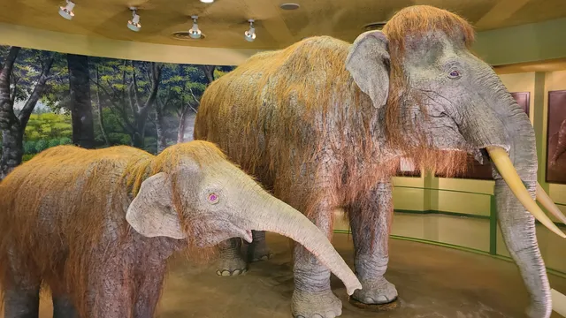 Kurashiki Museum of Natural History