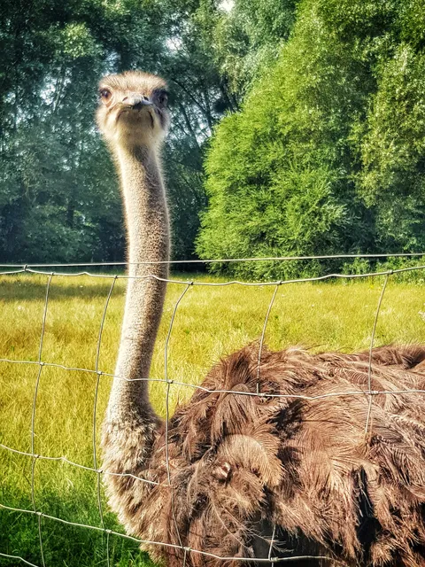 Camel and ostrich farm