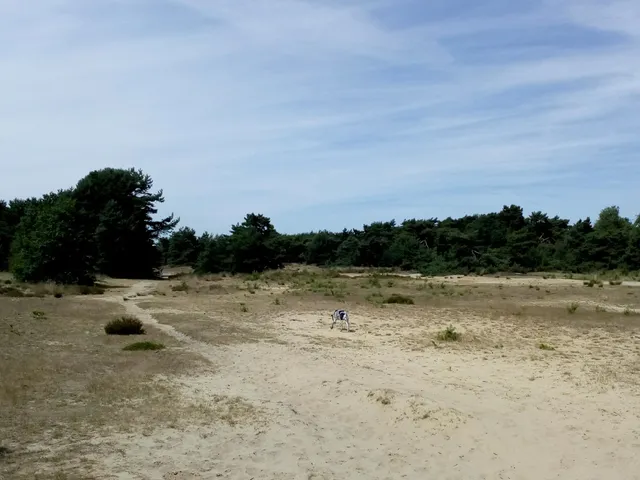 Boshoverheide