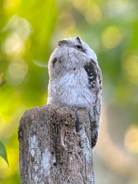 Birding Spots Manuel Antonio