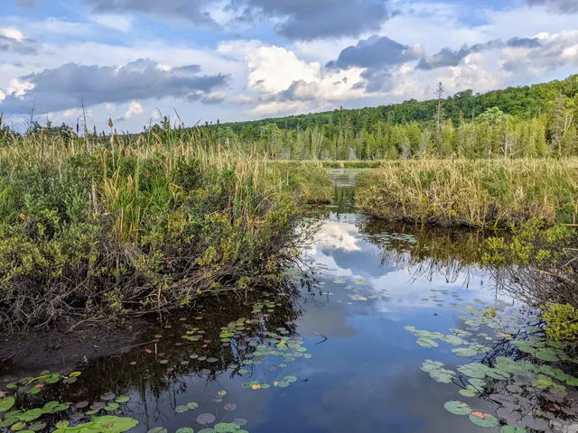 Sand Point Marsh Trail