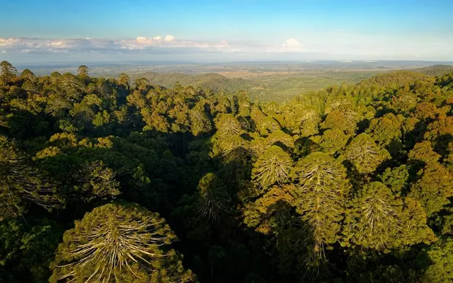 Bunya Mountains