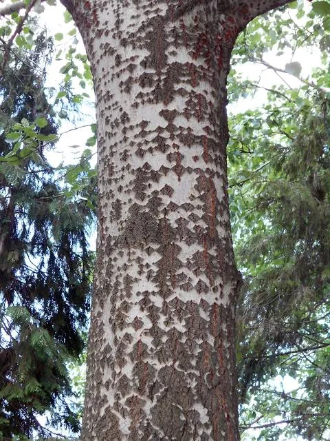 Tiszavirág ártéri tanösvény