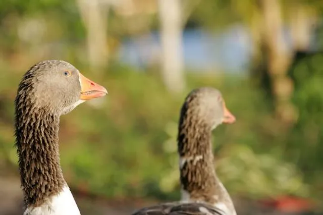 Ecological Park of Gravesend