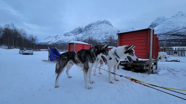Northern Light Dog Adventure AS