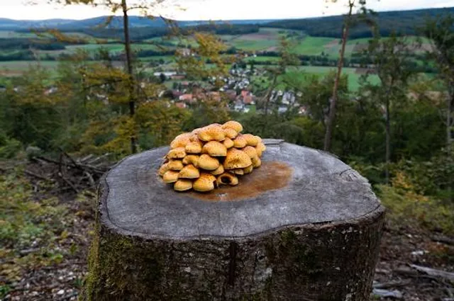 Bürgerpark Theresienstein