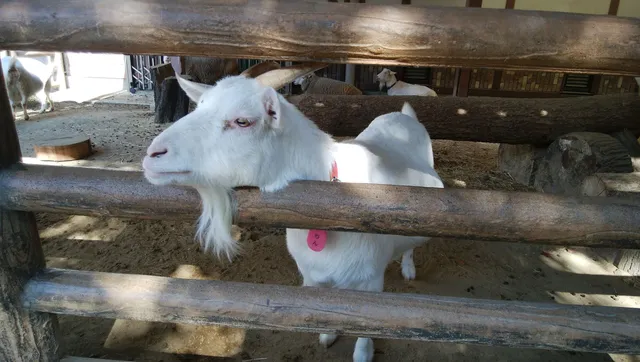 Children’s Zoo (Petting Zoo)