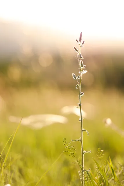 Naturpark Rosalia-Kogelberg