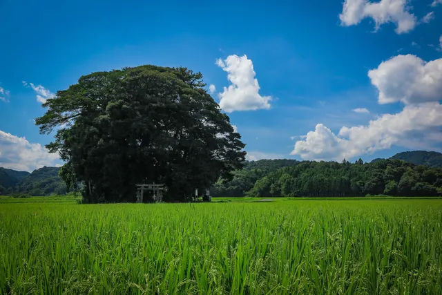 Kobara Jinja (Kyaku Jinja)
