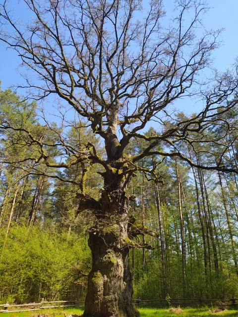Ścieżka przyrodniczo-edukacyjna & Dąb Świętopełk