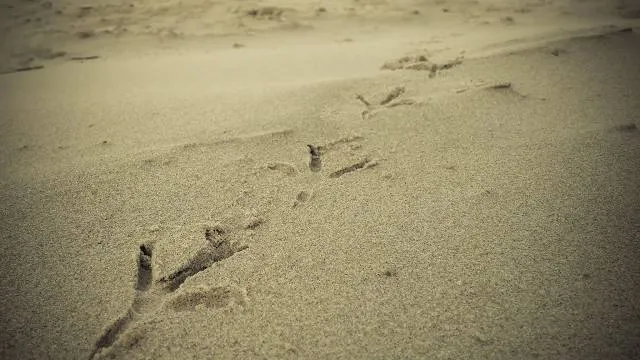 বগুড়া এডওয়ার্ড পৌর পার্ক