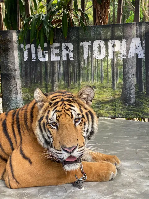 Tiger Topia Sriracha Zoo