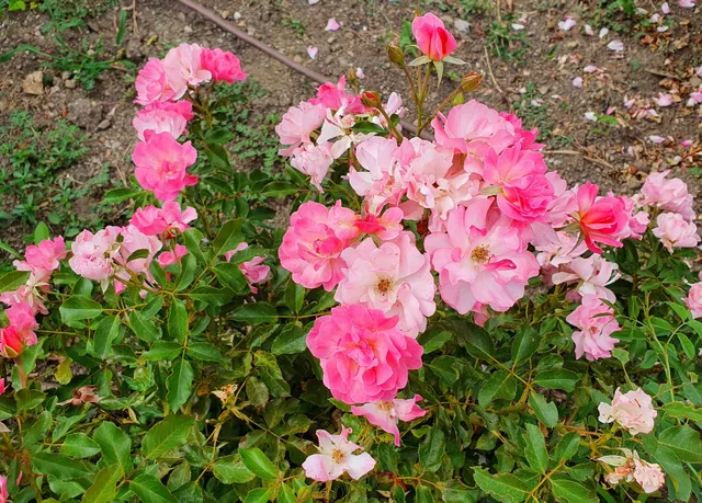 Parco di San Giovanni