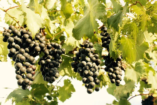 Talon Winery Shelbyville