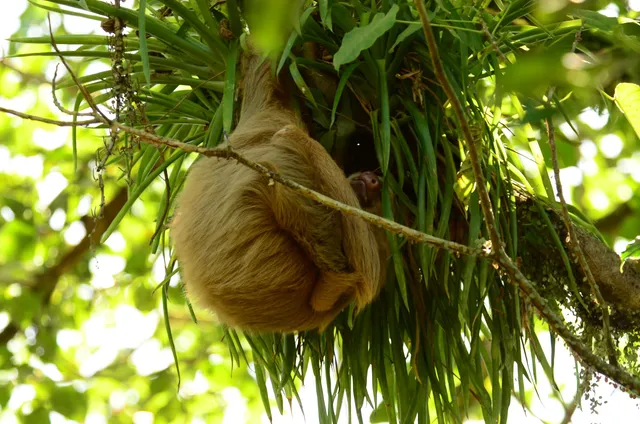 Rainforest Explorers CR