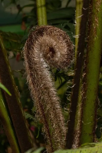 Tizatlán Botanical Garden