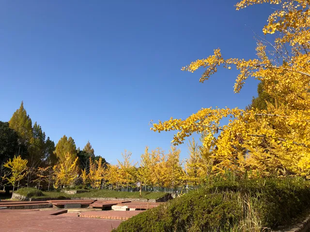 Toriya Neighborhood Park