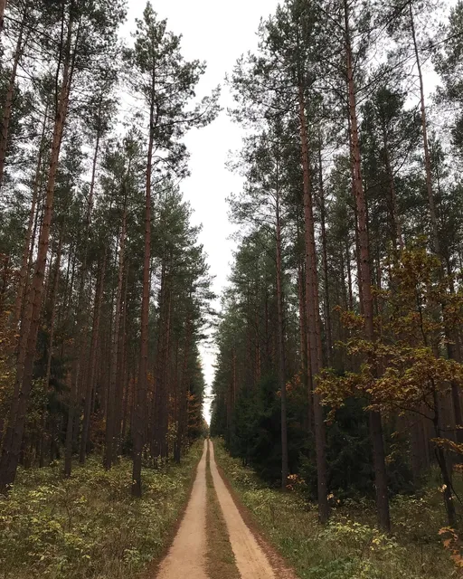 Rezerwat Przyrody Wielki Las