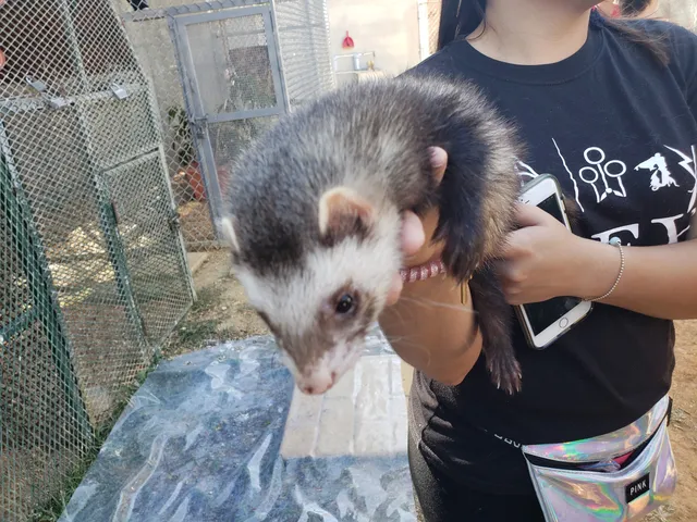 Kira's World Exotics Mini Zoo