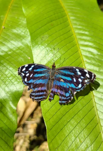 Green Hills Butterfly Ranch