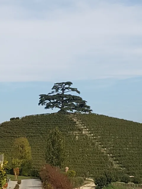 Az.Ag. Cordero di Montezemolo