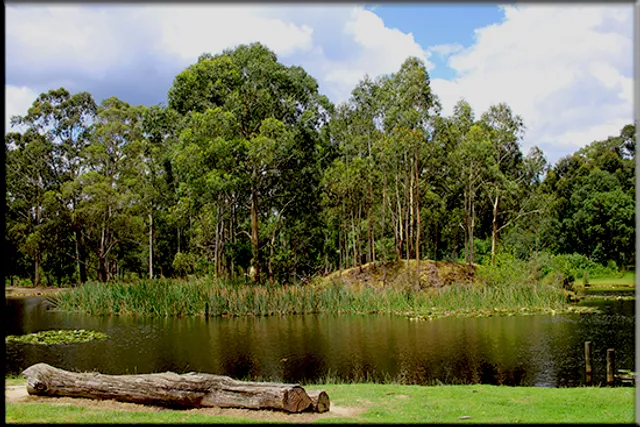 Australian Rainbow Trout Farm