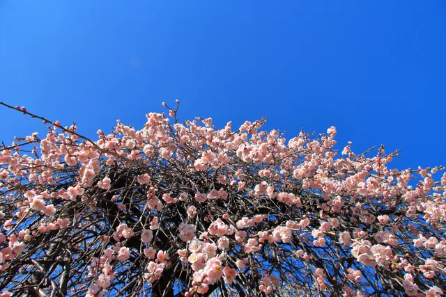 photo-2