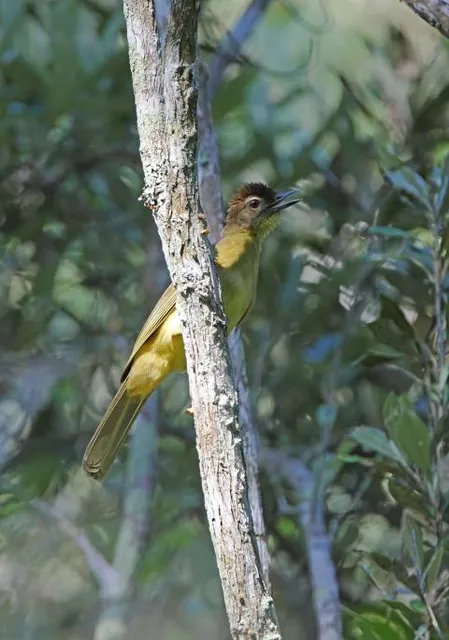 Arabuko Sokoke Forest KFS Gede Gate (Main Gate)