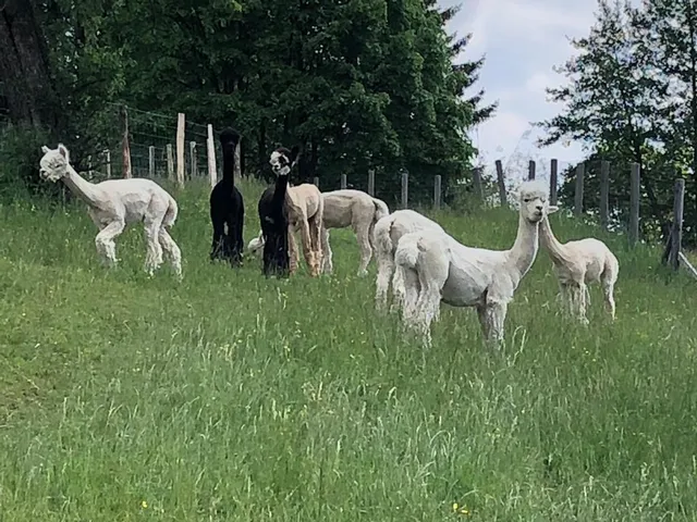 Alpakas EN COLORES