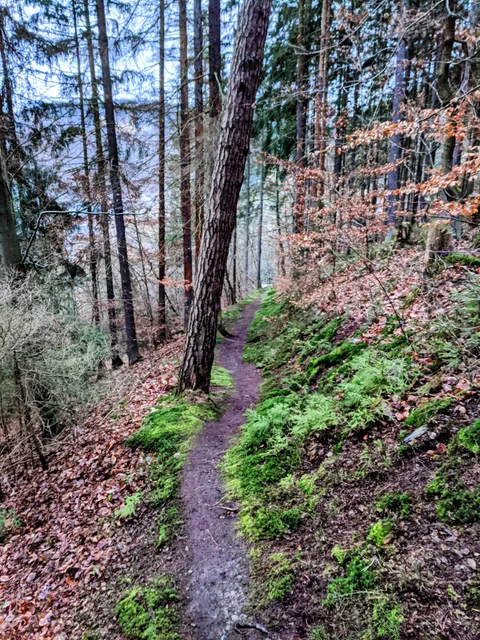 Leutenberger Urwaldpfad