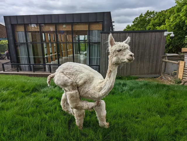 Horniman Animal Walk