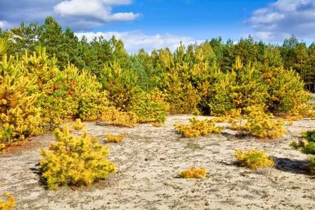 Nature reserve forest bażynowy Seaside Mrzezyno