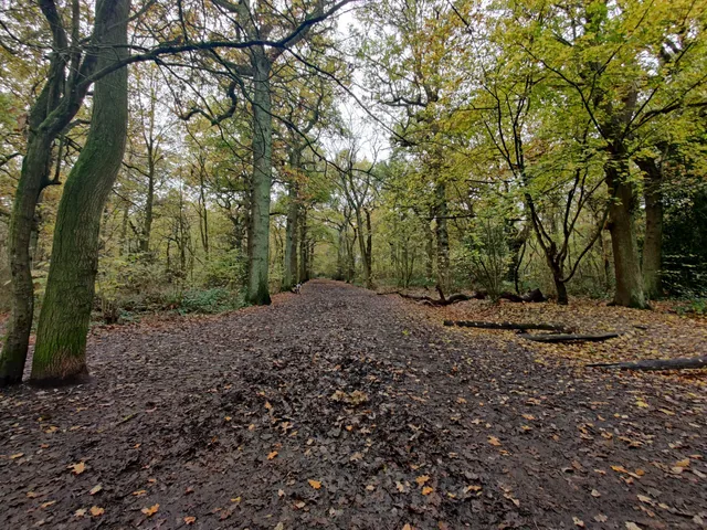 Oxleas Woods