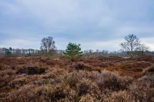 Bakkeveense Duinen