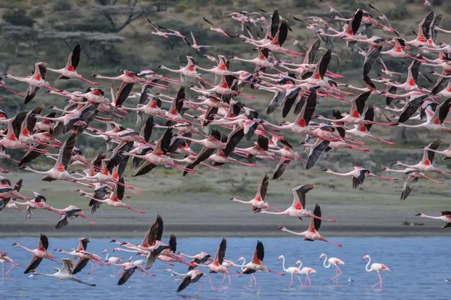 Thane Creek Flamingo Sanctuary
